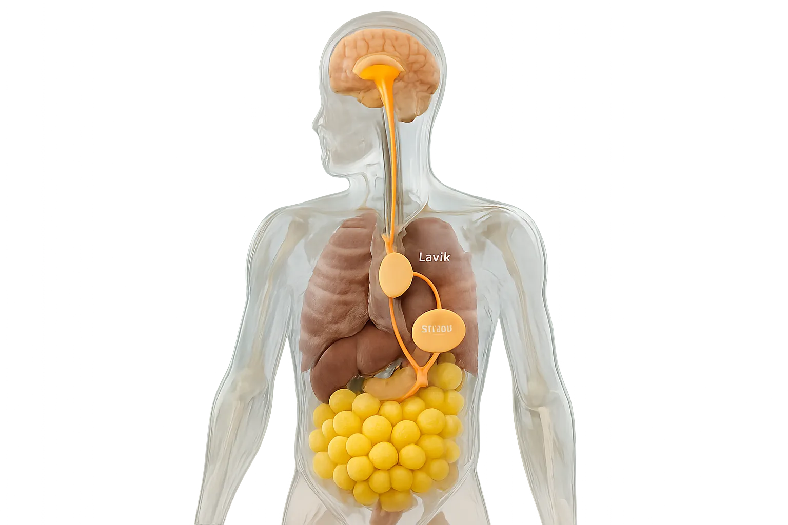 Modelo educativo demonstrando a via de sinalização da leptina entre células de gordura e cérebro
